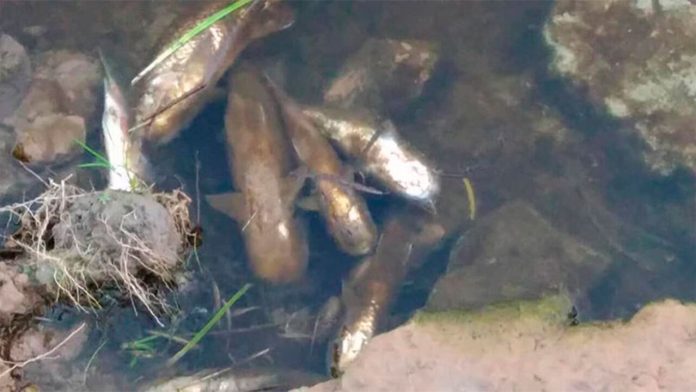 Peces muertos arroyos Río Negro (1)