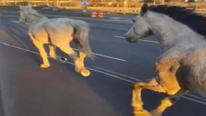 Caballos Panamericana (1)