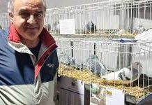 Osvaldo Dagnino | Presidente de la Federación Colombofila Argentina